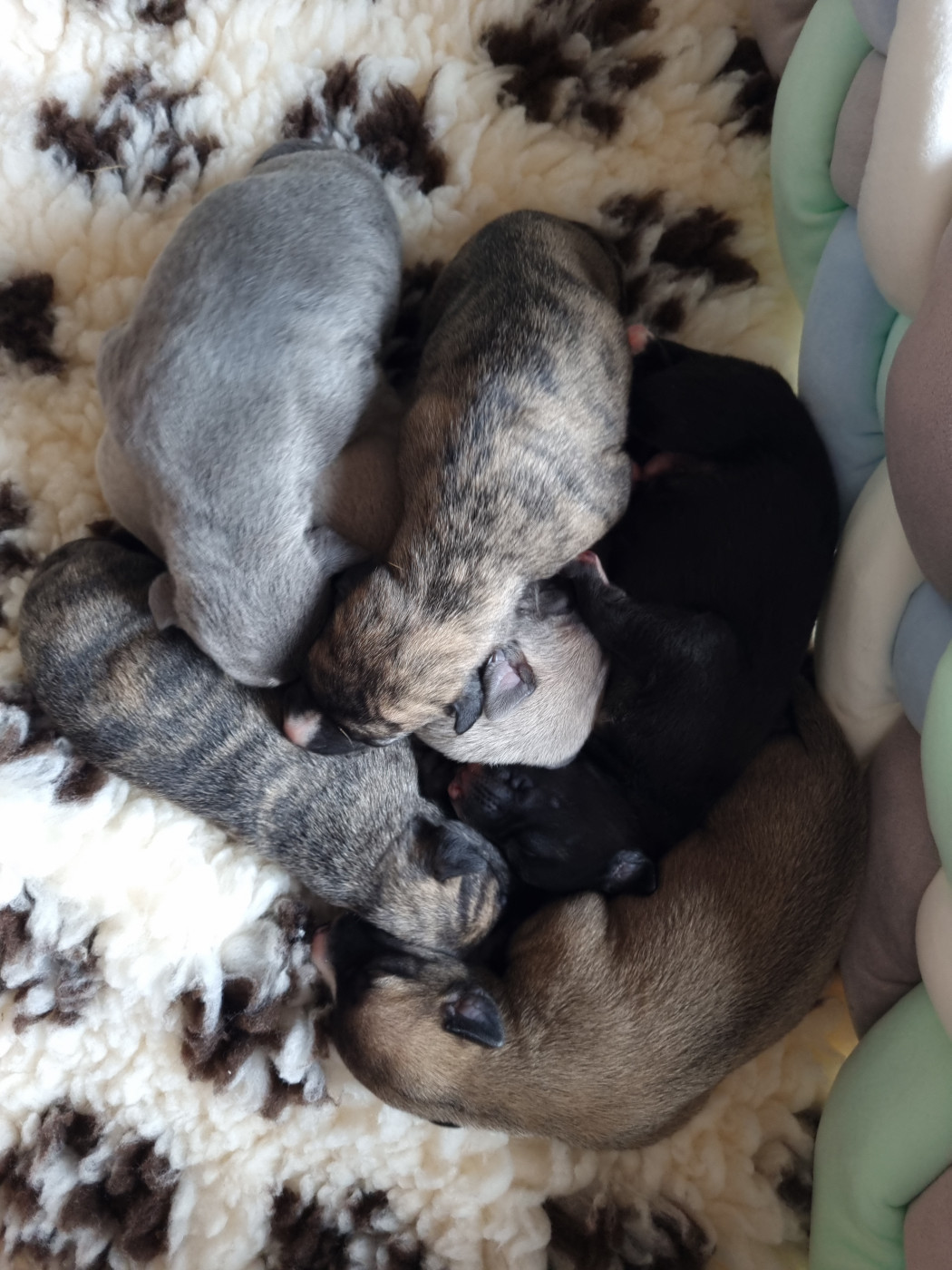 Chiot Whippet Saint Jean Des Trois Vallees