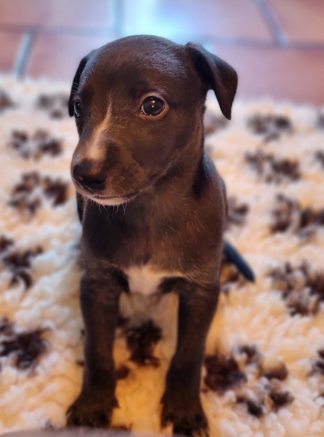 Saint Jean Des Trois Vallees - Chiots disponibles - Whippet