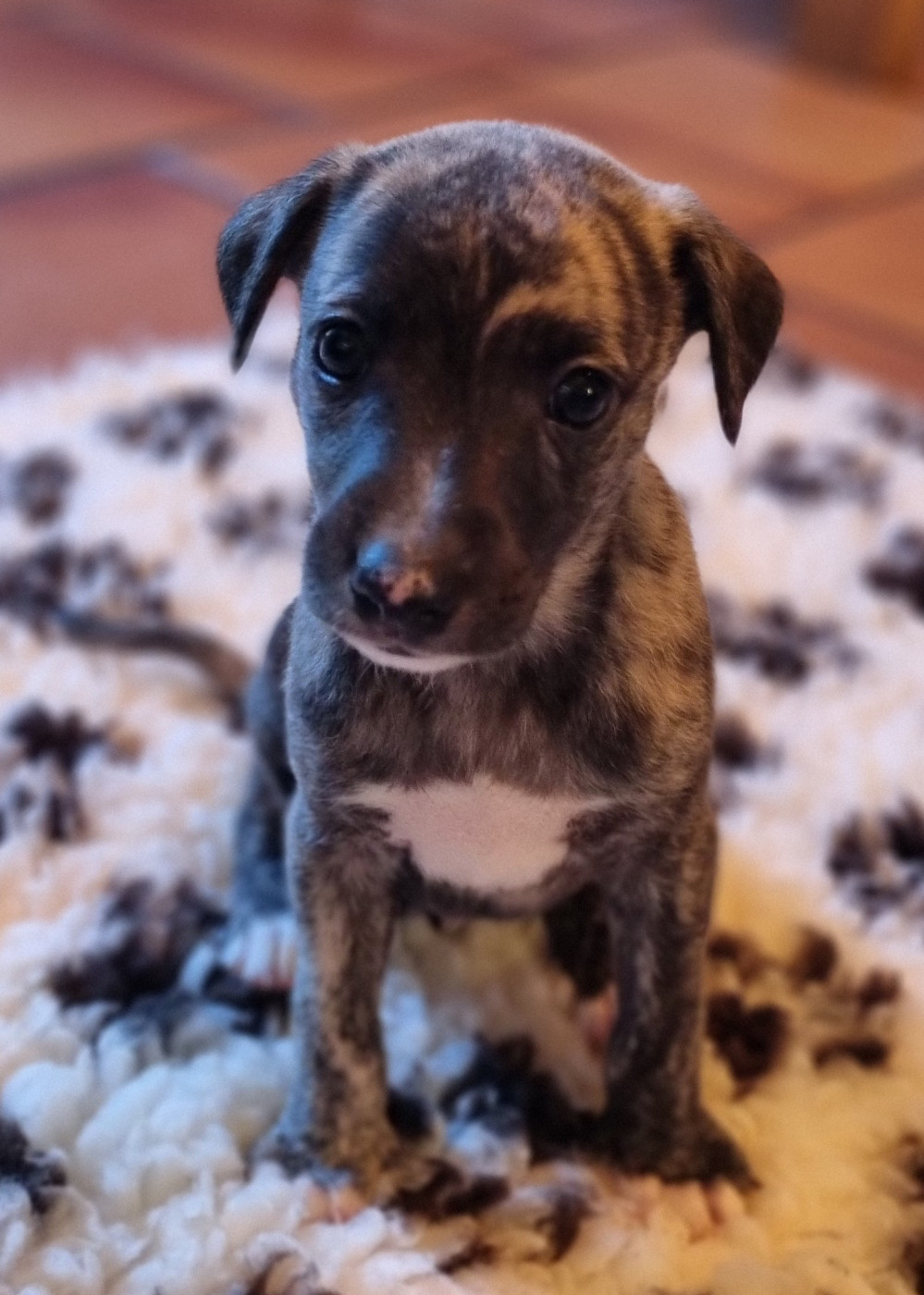 Saint Jean Des Trois Vallees - Chiots disponibles - Whippet