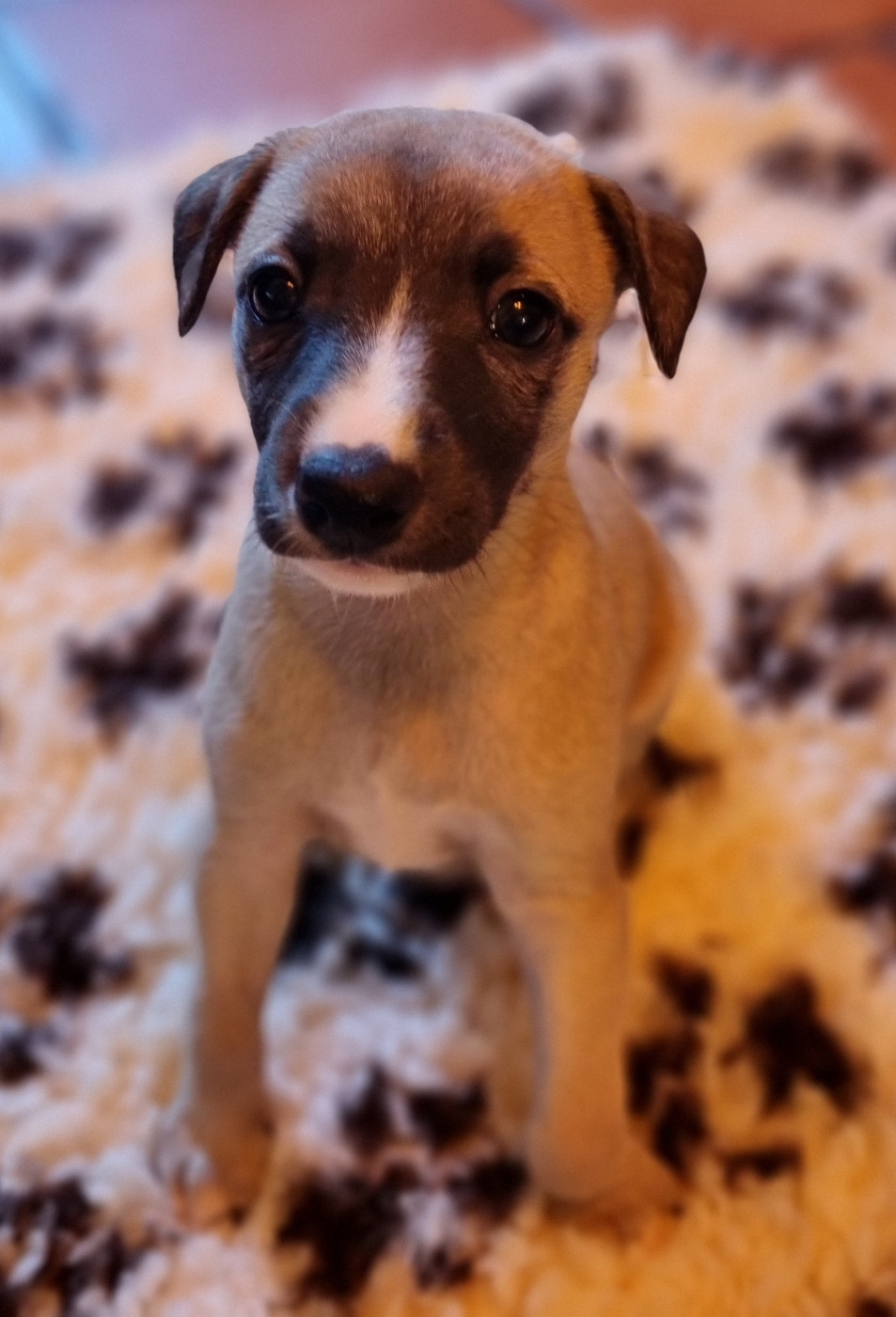 Saint Jean Des Trois Vallees - Chiots disponibles - Whippet